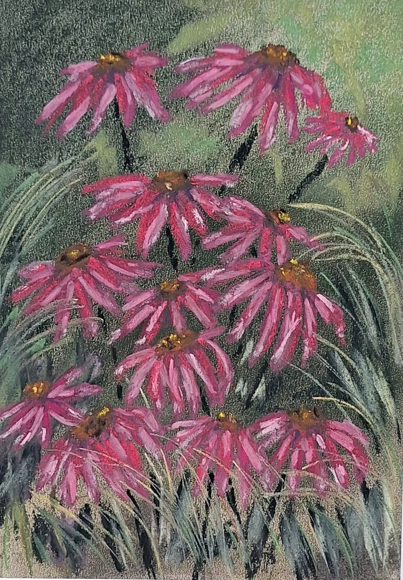 Echinacea in Pink