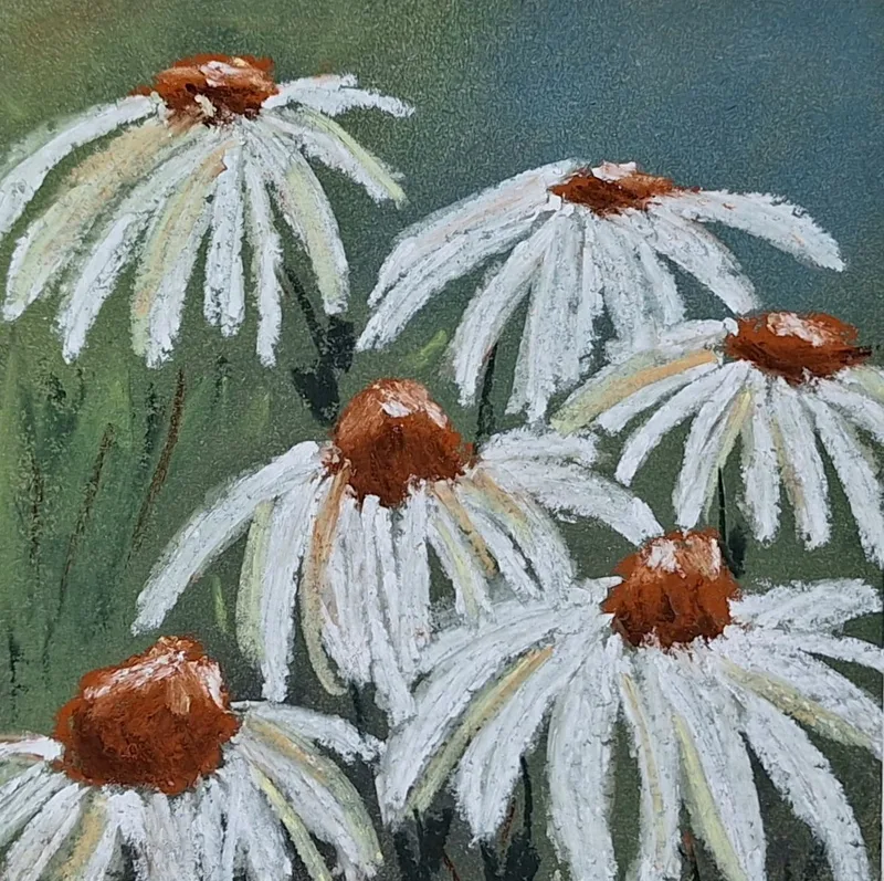 Echinacea