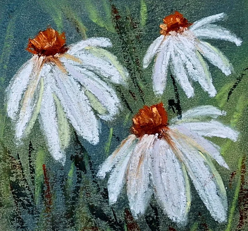 Echinacea