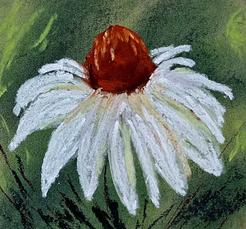 Echinacea